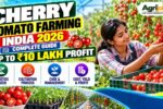Cherry Tomato Farming India 2026