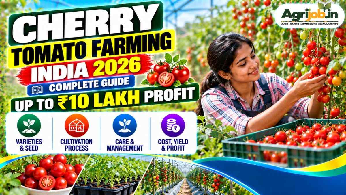 Cherry Tomato Farming India 2026