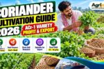 Coriander Cultivation Guide 2026