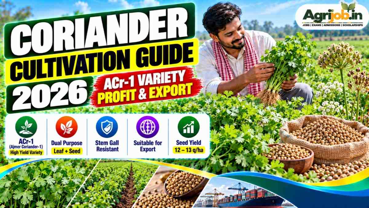 Coriander Cultivation Guide 2026