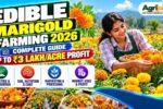 Edible Marigold Farming 2026