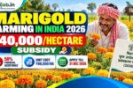 Marigold Farming in India 2026 – Rs.40,000/Hectare
