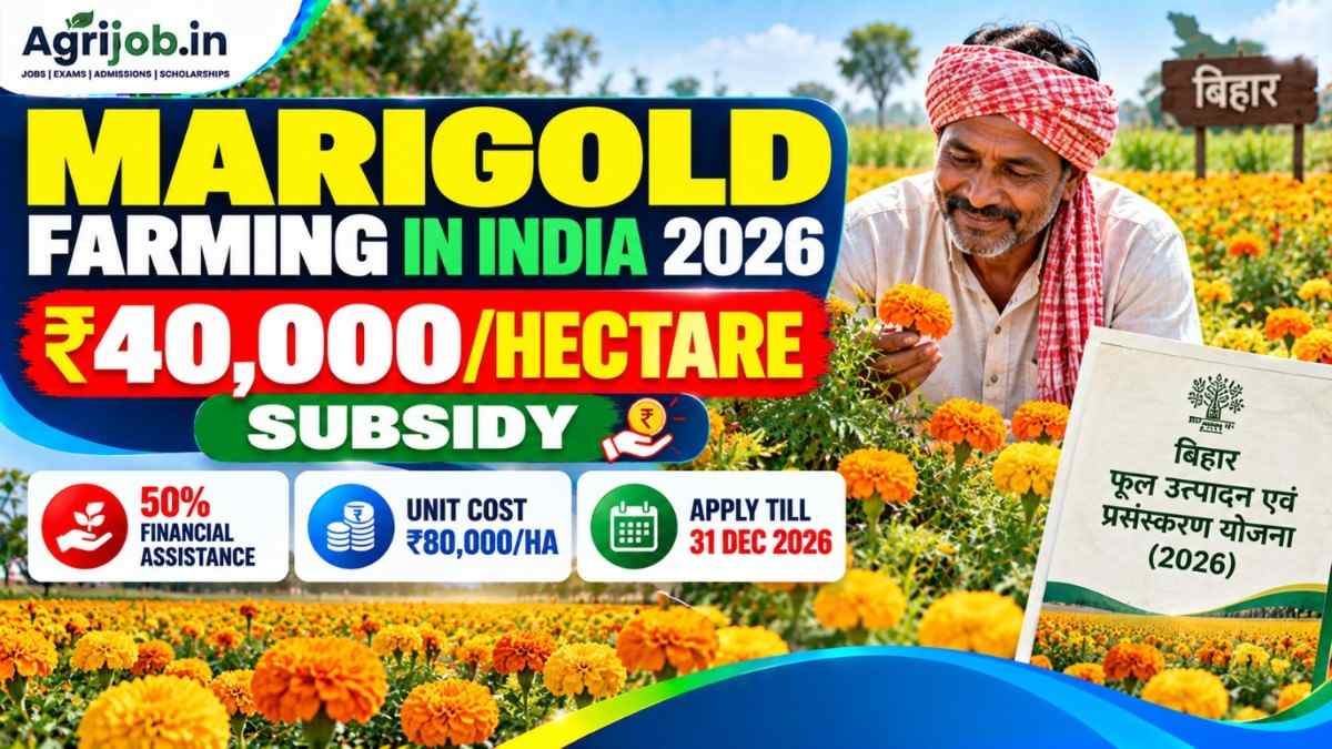 Marigold Farming in India 2026 – Rs.40,000/Hectare