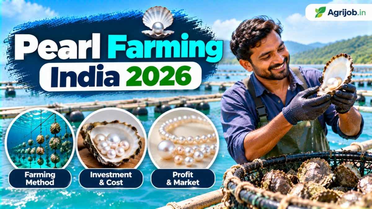 Pearl Farming India 2026