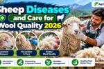 Sheep Diseases and Care 2026