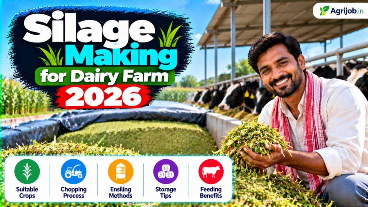 Silage Making for Dairy Farm 2026