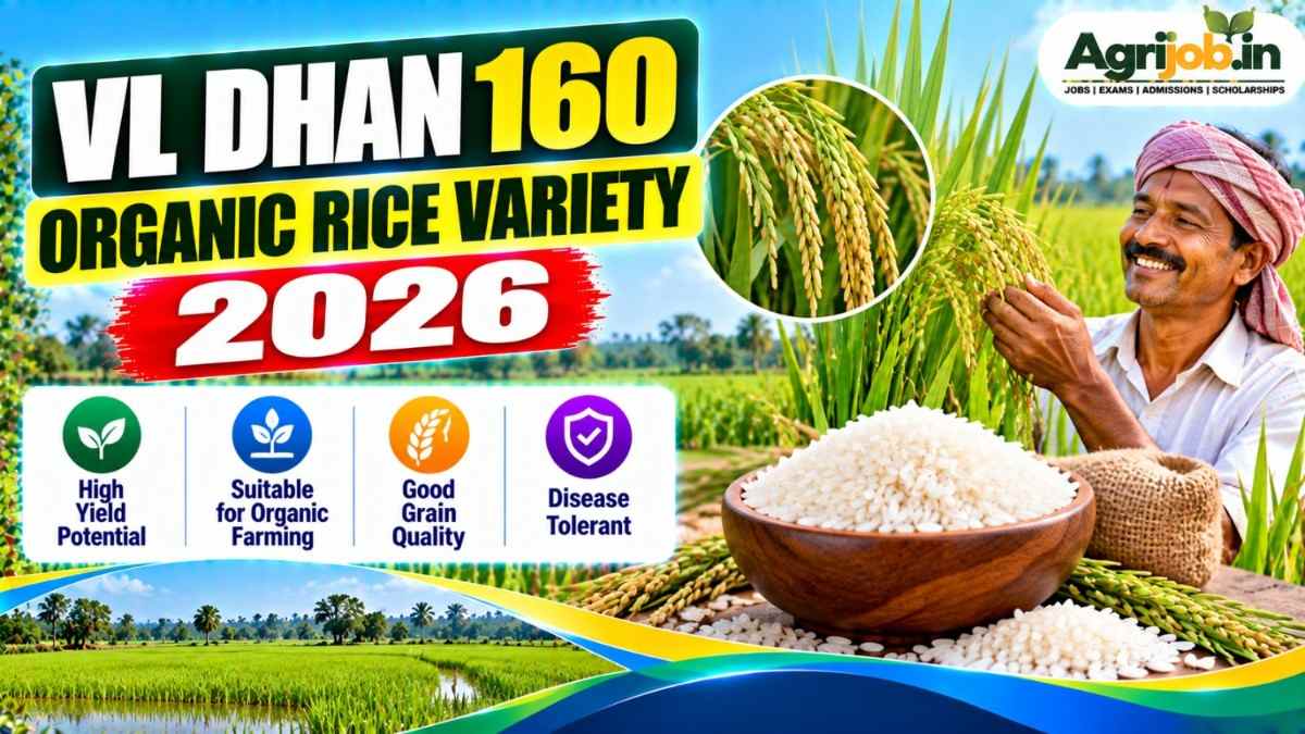 VL Dhan 160 Organic Rice Variety 2026